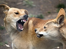 Дикие собаки динго растерзали 19-летнюю канадку на австралийском пляже