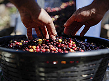 Поставщики чая и кофе повысят цены на 6-9% с сентября