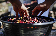 Поставщики чая и кофе повысят цены на 6-9% с сентября