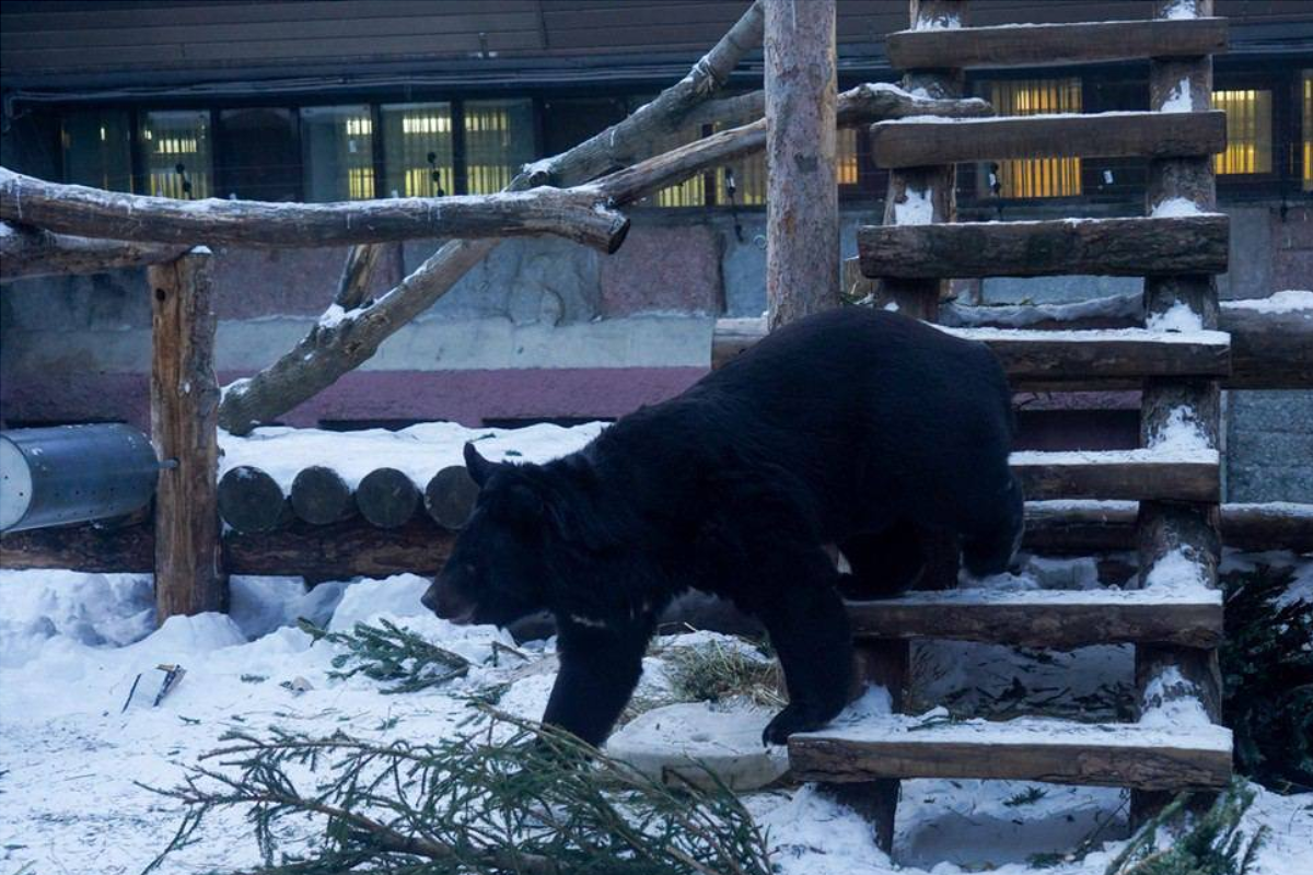 Щелковскую елку с площади у Кремля передали в Московский зоопарк
