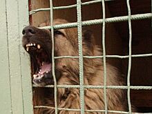 Хозяина собаки оштрафовали после нападения на ребенка