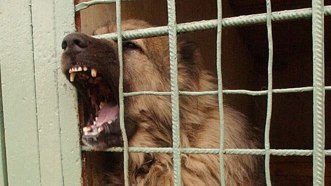 Хозяина собаки оштрафовали после нападения на ребенка