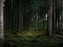 Ушла за ягодами: российская актриса погибла в лесу. Что произошло