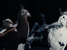 Российские голуби-дроны не потеряют в продолжительности жизни