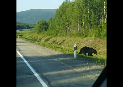 Мэр Тынды засняла на видео двух медведей, вышедших на трассу