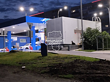 Кемеровчане пожаловались на бездомных собак по странной причине