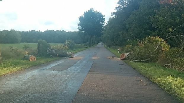 В Калининградской области за ночь ураган повалил более 36 деревьев (фото)