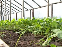 В Росреестре рассказали, какие теплицы на дачном участке следует зарегистрировать