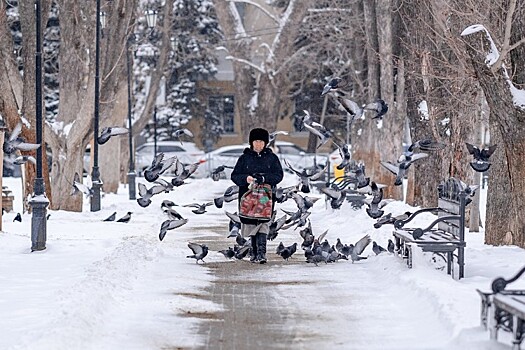 Эксперты установили причину массовой гибели голубей в трех городах Кубани