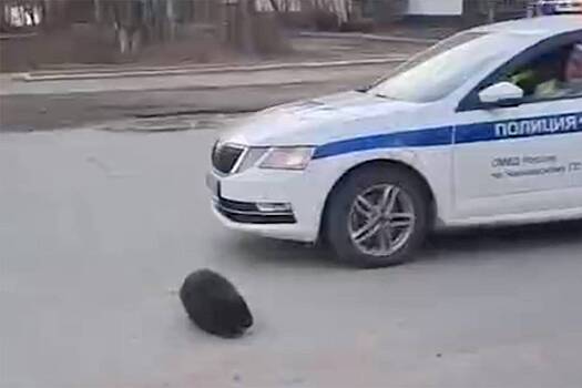 Противостояние бобра с российскими полицейскими попало на видео