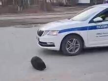 Противостояние бобра с российскими полицейскими попало на видео