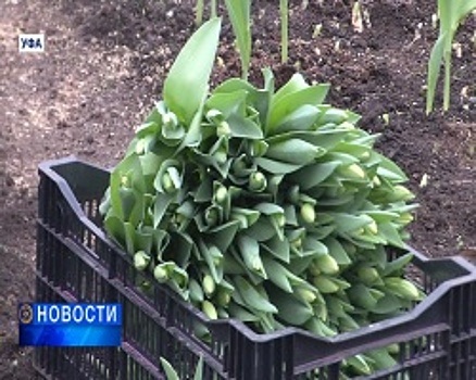50 тысяч тюльпанов приготовили к 8 марта в Уфе