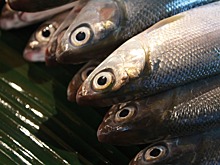 Росрыболовство не рассматривает госрегулирование цен на рыбную продукцию