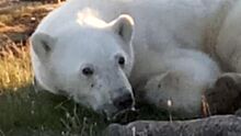 Спасенную белую медведицу вернули в естественную среду обитания