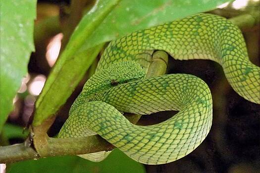 Россиянам назвали главные ошибки при встрече со змеей