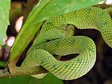 Россиянам назвали главные ошибки при встрече со змеей