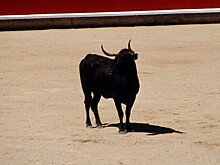 Разбушевавшийся бык устроил целое побоище, напав на автомобиль