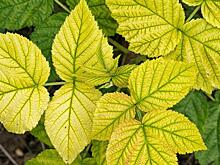 На юге Хабаровского края за одну ночь пожелтели листья