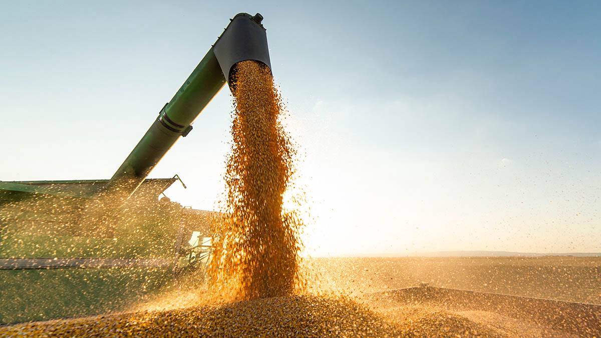 Bloomberg: Viterra планирует прекратить поставки российского зерна
