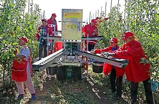 "Скворцово": крымский фрукты будут убирать только голландские комбайны