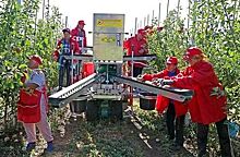 "Скворцово": крымский фрукты будут убирать только голландские комбайны