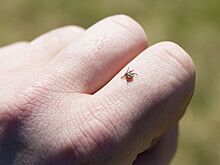 Клещи стали переносить еще одну болезнь