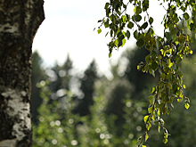 Зачем березовые веники заготавливают лесники