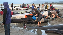NASA поможет выяснить причину массовых самоубийств китообразных