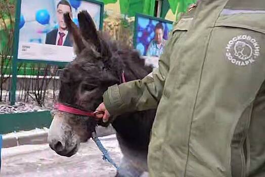 «Демобилизованный» с СВО ослик Жорик поселился в Московском зоопарке