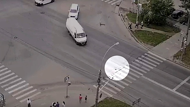 Голубь на «зебре» стал причиной ДТП в Вологде