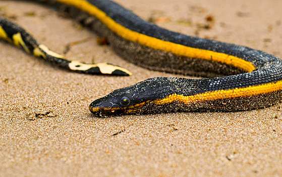 Морские змеи научились охотиться уникальным способом