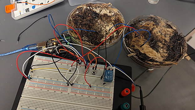 Исследователи создали «компьютеры» из грибов