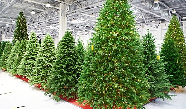 Перевозка ёлки может обернуться штрафом