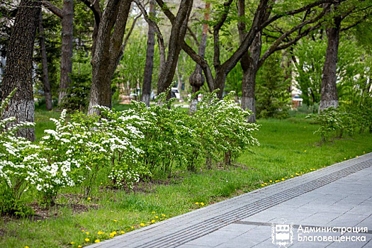 В Благовещенске подготовили план на три года по озеленению главных улиц
