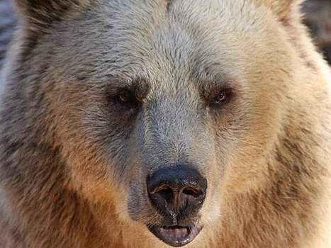 Затаившийся в выгребной яме медведь укусил женщину за попу