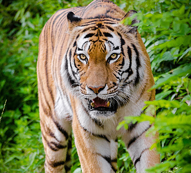 Амурчане, убившие краснокнижного тигра Павлика, пытаются обжаловать приговор