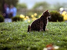 Живодерку из Хабаровска поместили под домашний арест