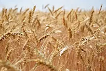 Иран намерен нарастить импорт российского зерна до 10 млн тонн в год