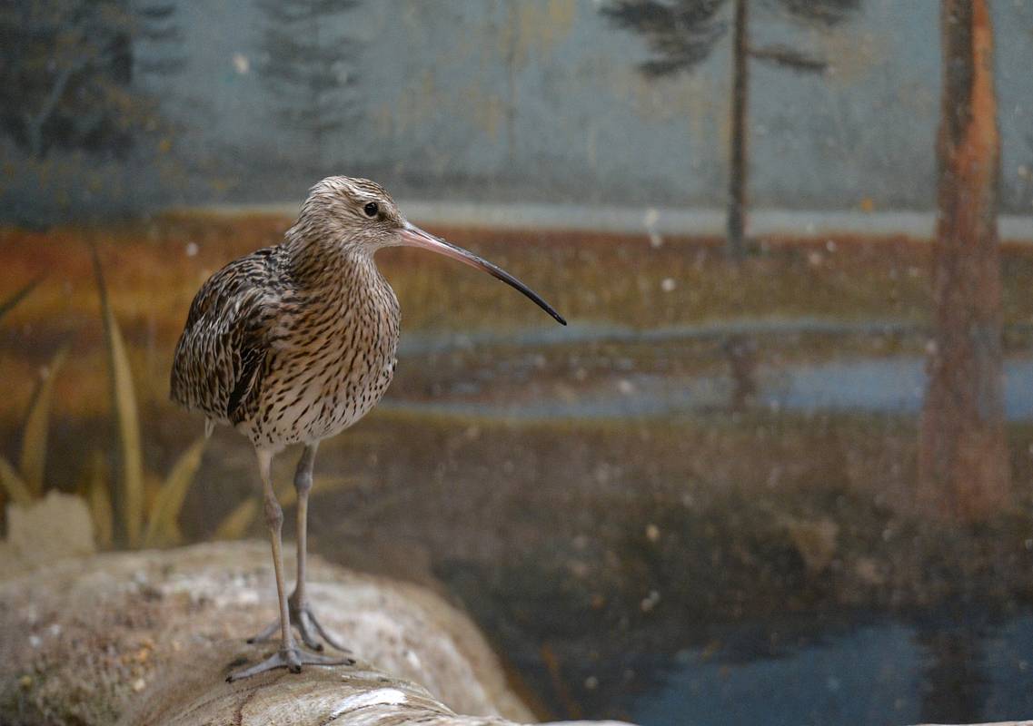 В России нашли гнездо редкой птицы, считавшейся вымершей