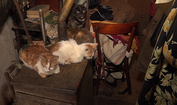 В Туле хозяева убитого кота не могут добиться открытия уголовного дела