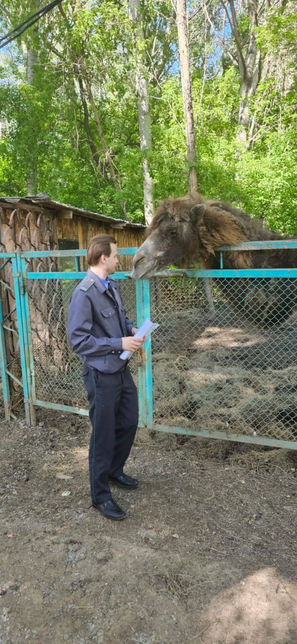 Инспекторы Россельхознадзора проверили, как поживает верблюд в парке-отеле «Нежинка»