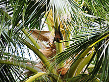 В Сочи объявили войну уничтожителю пальм