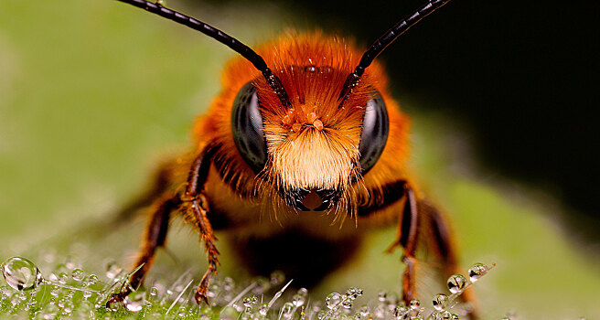 В янтаре найдена меловая пчела с триунгулинами