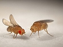 Американские учёные нашли изъян в классическом взгляде на эволюцию дрозофил