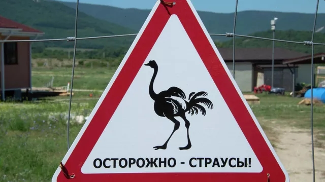 В Казани заметили бегающего вдоль дороги страуса