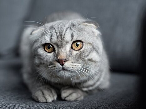 В Турции кошка сама принесла в ветклинику больных котят