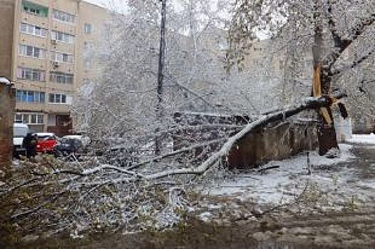 Жители Прикамья сообщают об упавших под тяжестью снега деревьях на дорогах