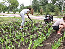 Водяные лилии и канны украсят парк «Городская роща»