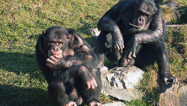 Биологи: шимпанзе узнают друг друга по ягодицам