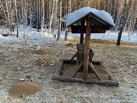 Кормушки для животных создают зимой в лесах Нижегородской области